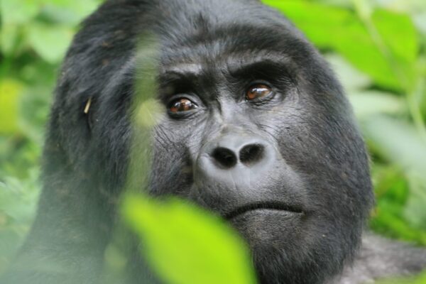 4 Days Gorilla Trekking