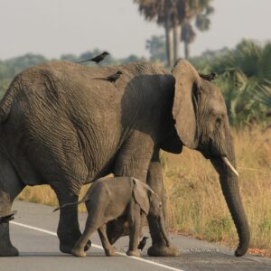 3 Day Great Murchison Falls Rift Valley Explorer