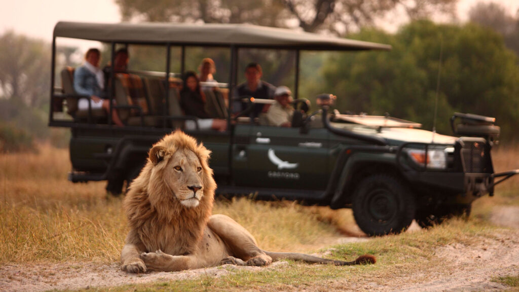 Safari Game Drives
